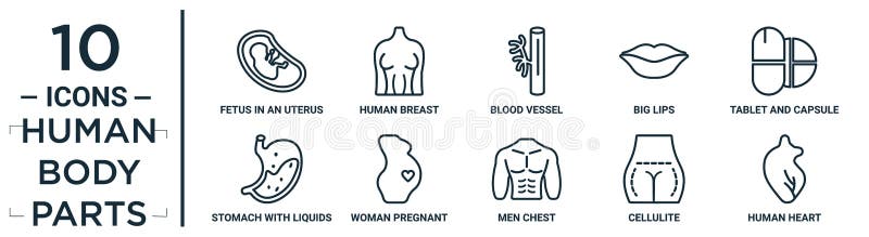 Набор значков humanbodyparts линейный. Включает в себя тонкую линию фрукты в планшете кровеносных сосудов матки и женщине капсулы бесплатная иллюстрация