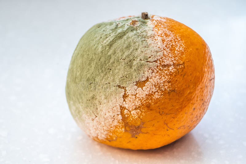 Набор тухлых moldy апельсинов, tangerines на белой предпосылке Фото растущей прессформы Загрязнение пищевых продуктов стоковое фото