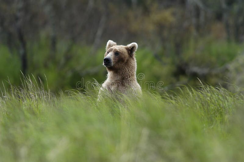 над положением травы коричневого цвета медведя стоковая фотография над положением травы коричневого цвета медведя стоковая фотография