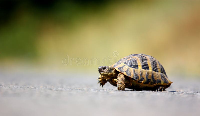 A turtle crossing asphalt road outdoor. A turtle crossing asphalt road outdoor