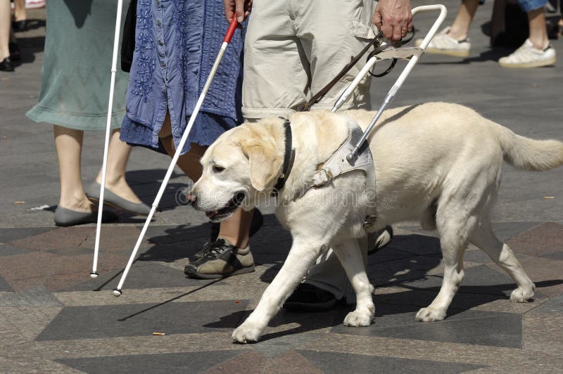 Guide dog is helping bilnd people. Guide dog is helping bilnd people