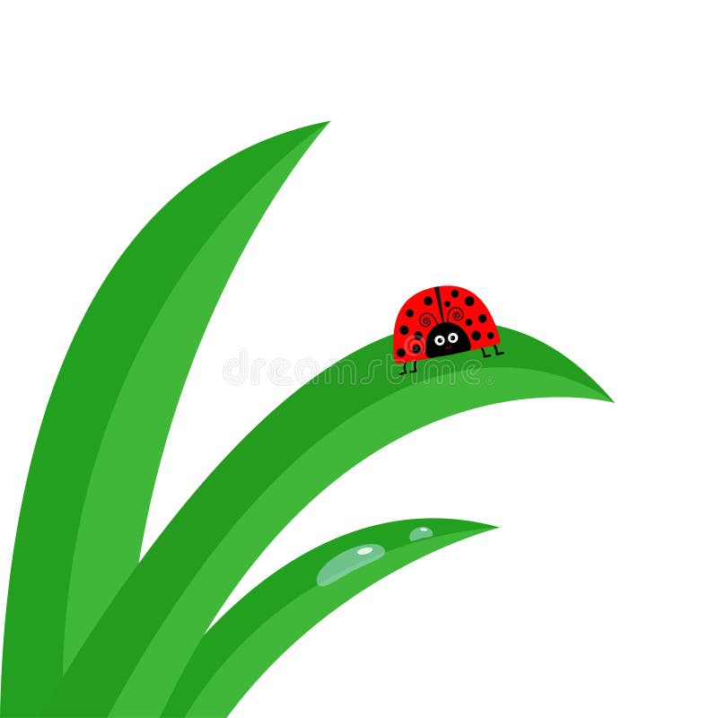 Насекомое ladybird Ladybug Свежий конец черенок зеленой травы вверх Комплект падения воды утра Милый характер младенца шаржа Deco бесплатная иллюстрация Насекомое ladybird Ladybug Свежий конец черенок зеленой травы вверх Комплект падения воды утра Милый характер младенца шаржа Deco бесплатная иллюстрация