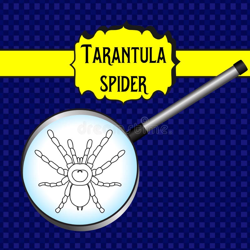 Насекомое в увеличителе Smithi Brachypelma, женщина паука Эскиз паука дизайн тарантула для книжка-раскраски вектор иллюстрация вектора Насекомое в увеличителе Smithi Brachypelma, женщина паука Эскиз паука дизайн тарантула для книжка-раскраски вектор иллюстрация вектора