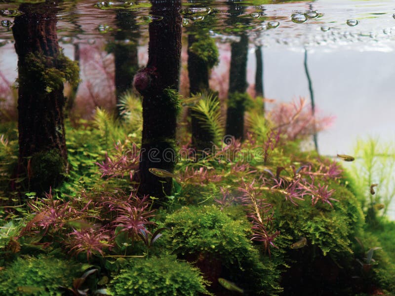 Натюрморт близкий вверх красивого тропического scape aqua, природы Aqu стоковое фото Натюрморт близкий вверх красивого тропического scape aqua, природы Aqu стоковое фото