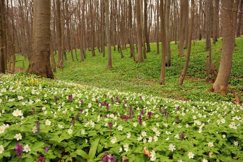 Национальный парк Hainich, охрана лесов бука, Германия стоковое фото