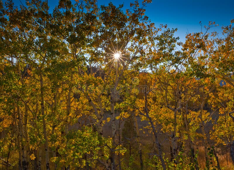 Aspens in Rocky Mountain National Park in Colorado. Aspens in Rocky Mountain National Park in Colorado