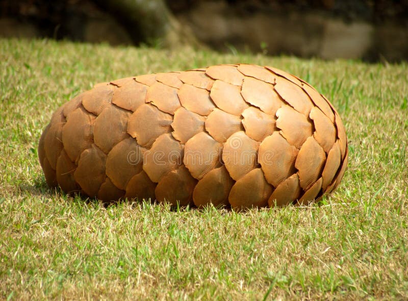 Pangolins are mammals of the order Pholidota. The one extant family, Manidae, has three ... The pangolin& x27;s scaled body is comparable to a pine cone or globe artichoke. It can curl up into a ball when threatened, with its overlapping scales. Pangolins are mammals of the order Pholidota. The one extant family, Manidae, has three ... The pangolin& x27;s scaled body is comparable to a pine cone or globe artichoke. It can curl up into a ball when threatened, with its overlapping scales.