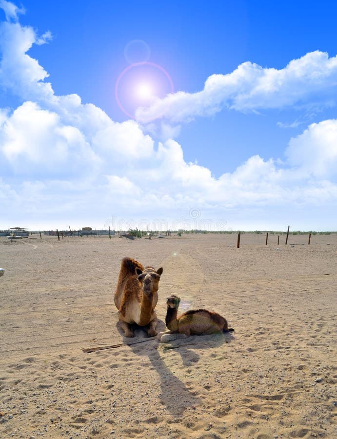 Camels Sitting with cloudy sky and the sun flare in the Middle East. Camels Sitting with cloudy sky and the sun flare in the Middle East