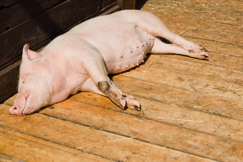 Небольшая свинья спать на деревянных досках в сарае на био ферме piggery стоковое изображение Небольшая свинья спать на деревянных досках в сарае на био ферме piggery стоковое изображение