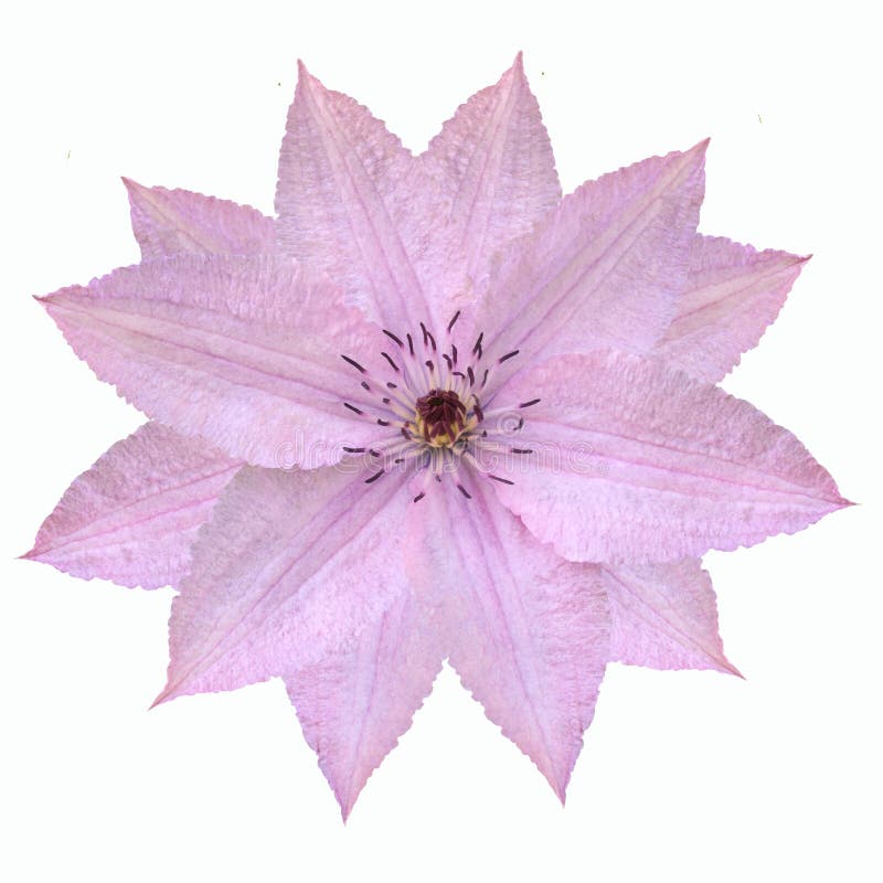 Нежный розовый цветок clematis изолированный на белой предпосылке стоковая фотография rf Нежный розовый цветок clematis изолированный на белой предпосылке стоковая фотография rf