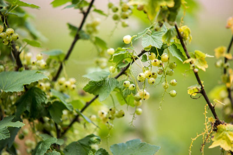 незрелые ягоды красных смородин Предпосылка bokeh весны запачканная нежностью стоковые изображения rf незрелые ягоды красных смородин Предпосылка bokeh весны запачканная нежностью стоковые изображения rf