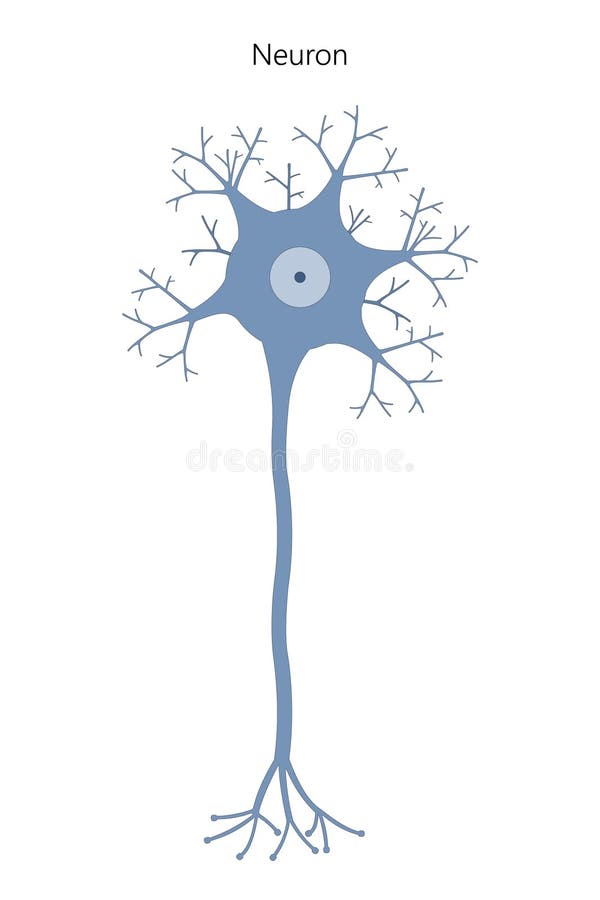 Neuron. Neuronal structure. stock illustration