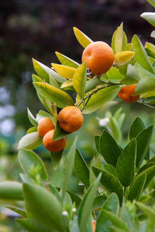 Some Mandarins (Citrus reticulata) Hanging on Bush, Italy, Europe. Some Mandarins (Citrus reticulata) Hanging on Bush, Italy, Europe