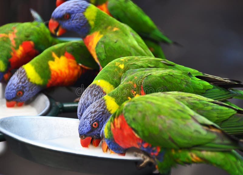 Нектар плодоовощ Lorikeets австралийской одичалой радуги выпивая на святилище Currumbin стоковое фото rf Нектар плодоовощ Lorikeets австралийской одичалой радуги выпивая на святилище Currumbin стоковое фото rf