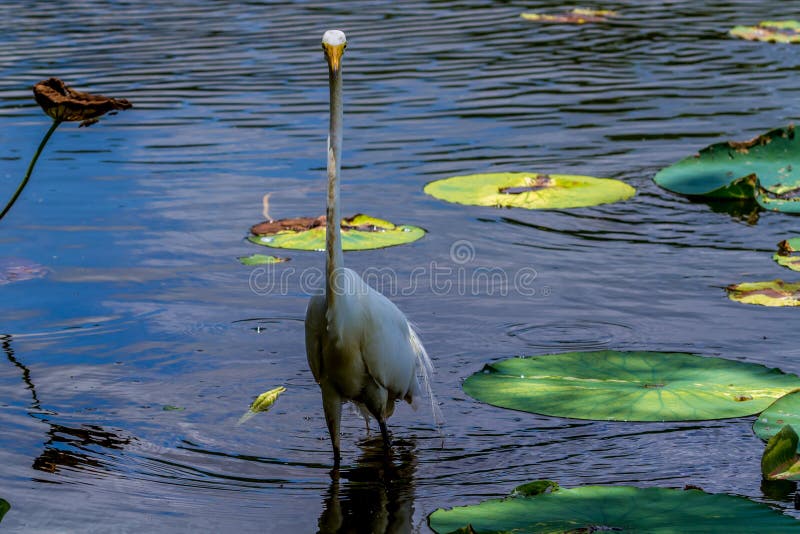 Необыкновенный встречно-поперечный взгляд одичалого большого белого Egret, (Ardea alba) среди лилий воды лотоса в Техасе. стоковое изображение Необыкновенный встречно-поперечный взгляд одичалого большого белого Egret, (Ardea alba) среди лилий воды лотоса в Техасе. стоковое изображение