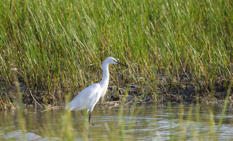 Immature white Little Blue Heron, Egretta caerulea. Hilton Head Island, South Carolina, USA. Fish Haul Park and Mitchelville Beach on the Intracoastal waterway. The salt marsh, tidal creeks, salt pannes, ponds, Saw Palmetto, and forests are habitat for waterfowl, shorebirds, wading birds, raptors, neo-tropical migrants, with large concentrations of white ibis, herons, and egrets. Immature white Little Blue Heron, Egretta caerulea. Hilton Head Island, South Carolina, USA. Fish Haul Park and Mitchelville Beach on the Intracoastal waterway. The salt marsh, tidal creeks, salt pannes, ponds, Saw Palmetto, and forests are habitat for waterfowl, shorebirds, wading birds, raptors, neo-tropical migrants, with large concentrations of white ibis, herons, and egrets.