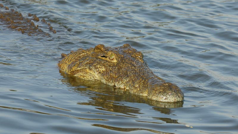 Ниль крокодил ловит и ест рыбу