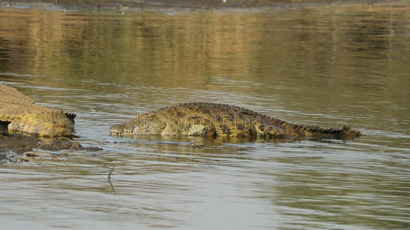 Нильский крокодил выходит из воды