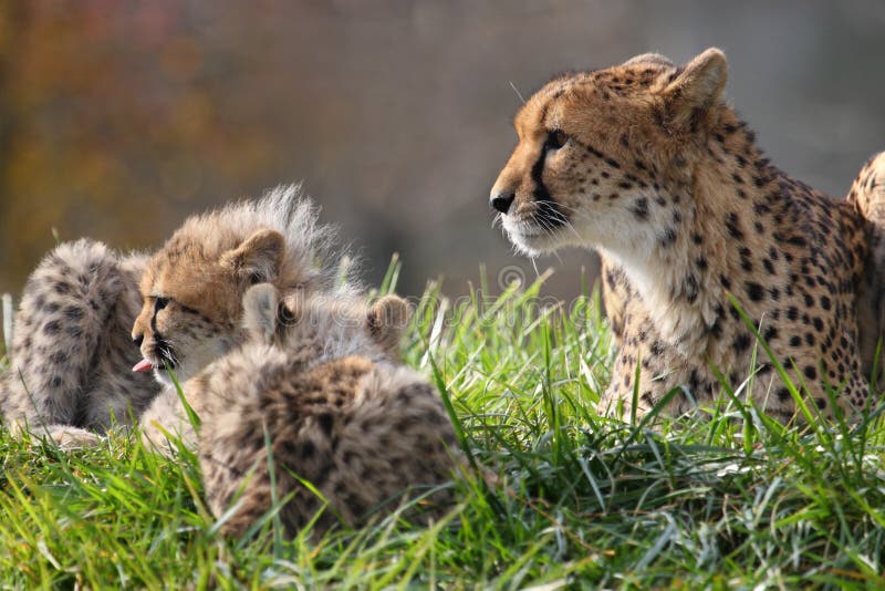 The cheetah mother is teaching its cub how to hunt. The cheetah mother is teaching its cub how to hunt