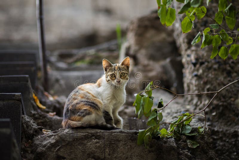 2018 новое фото, прелестный красочный рассеянный кот стоковые изображения