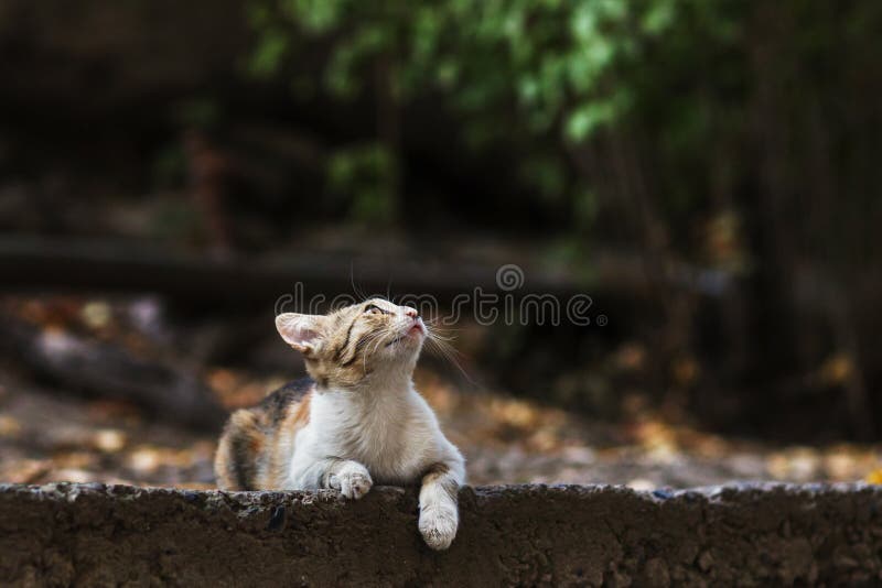 2018 новое фото, прелестный красочный рассеянный кот стоковая фотография
