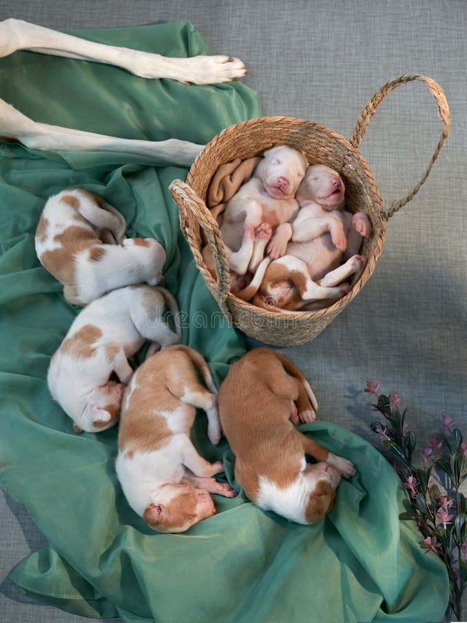 фото новорожденных щенков
