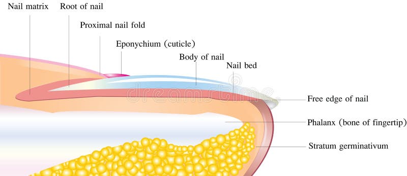 Finger Nail detailed anatomy on a white background. Finger Nail detailed anatomy on a white background