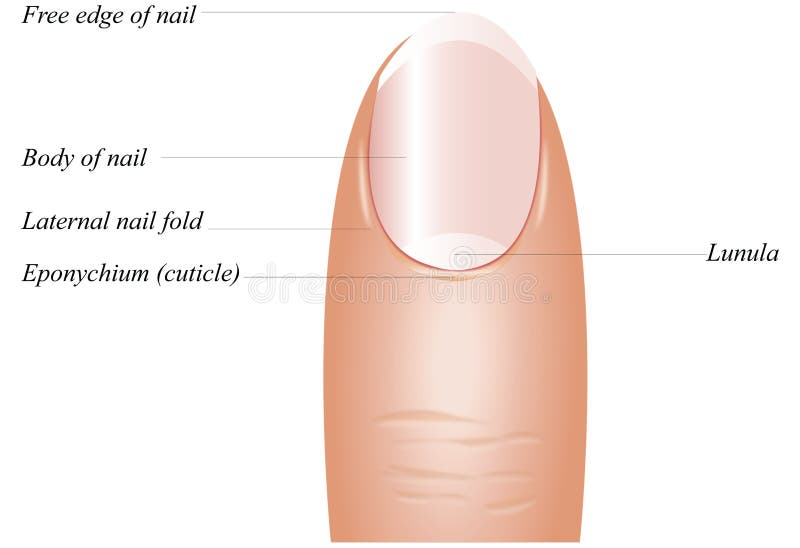Finger Nail detailed anatomy on a white background. Finger Nail detailed anatomy on a white background