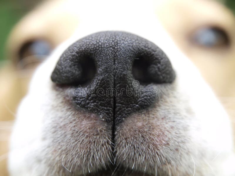 нос beagle стоковая фотография нос beagle стоковая фотография