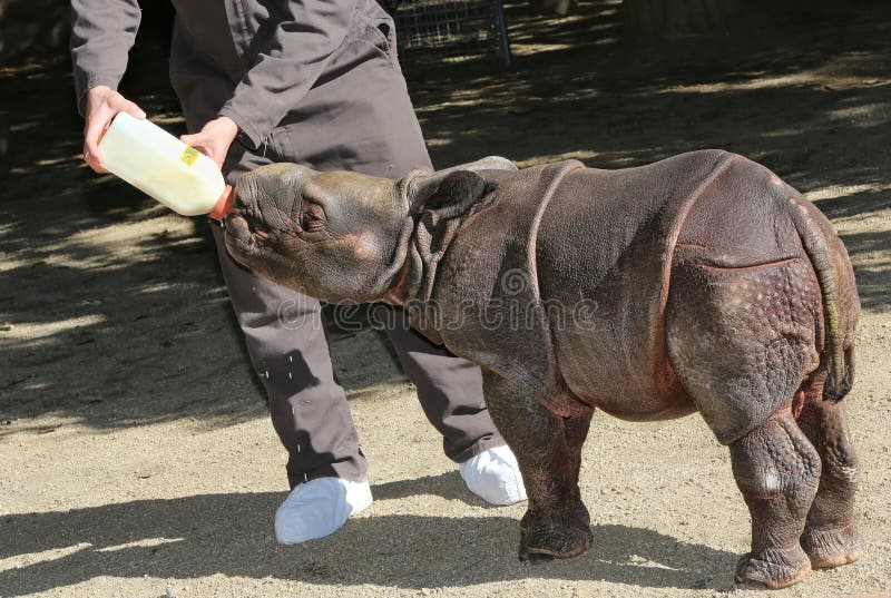 Baby Rhinoceros being bottle fed at the zoo. Baby Rhinoceros being bottle fed at the zoo.