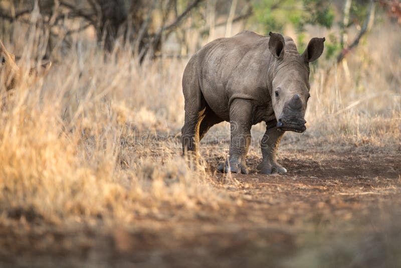 Cute baby rhino facing the camera in an African game reserve. Cute baby rhino facing the camera in an African game reserve.