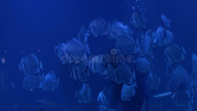 ныряльщик ныряет под водой и кормит рыбу и черепах акции видеоматериалы