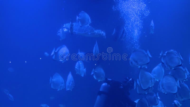 ныряльщик ныряет под водой и кормит рыбу и черепах акции видеоматериалы