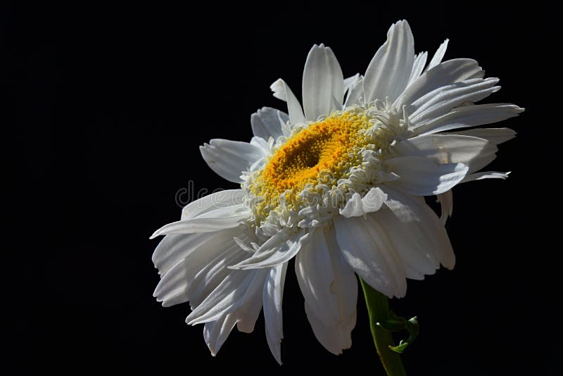 Одиночный цветок Leucanthemum Vulgare маргаритки вол-глаза с падениями воды на белых лепестках, черной предпосылки стоковая фотография rf Одиночный цветок Leucanthemum Vulgare маргаритки вол-глаза с падениями воды на белых лепестках, черной предпосылки стоковая фотография rf