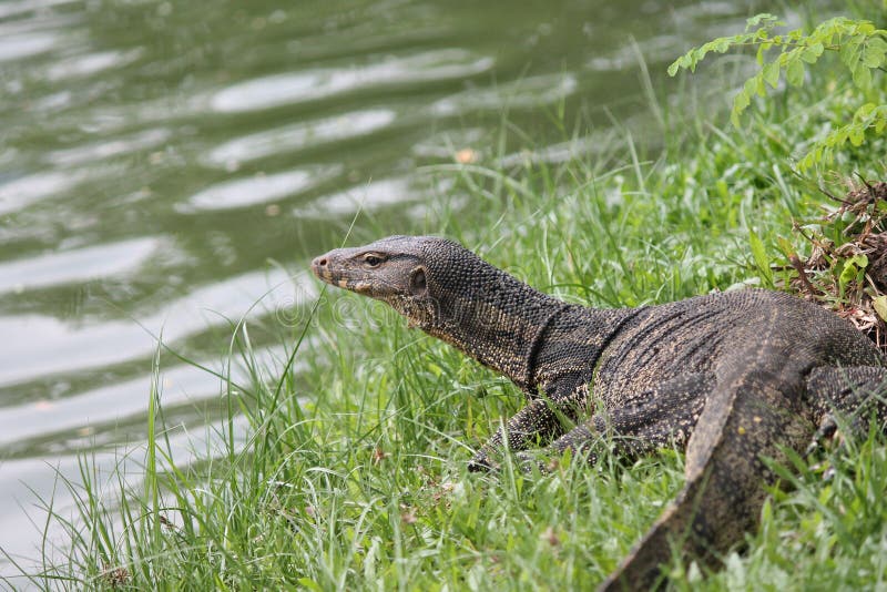 Одичалая ящерица дракона komodo в Таиланде стоковое фото rf Одичалая ящерица дракона komodo в Таиланде стоковое фото rf