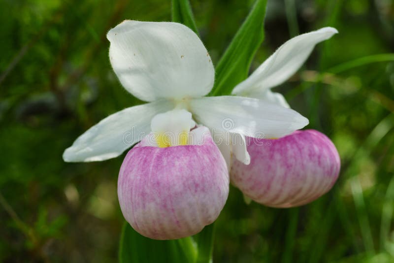 Одичалые показные reginae Cypripedium тапочки ` s дамы стоковая фотография Одичалые показные reginae Cypripedium тапочки ` s дамы стоковая фотография