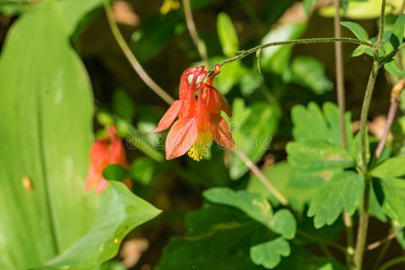 Одичалый Columbine - Aquilegia Canadensis стоковое фото Одичалый Columbine - Aquilegia Canadensis стоковое фото