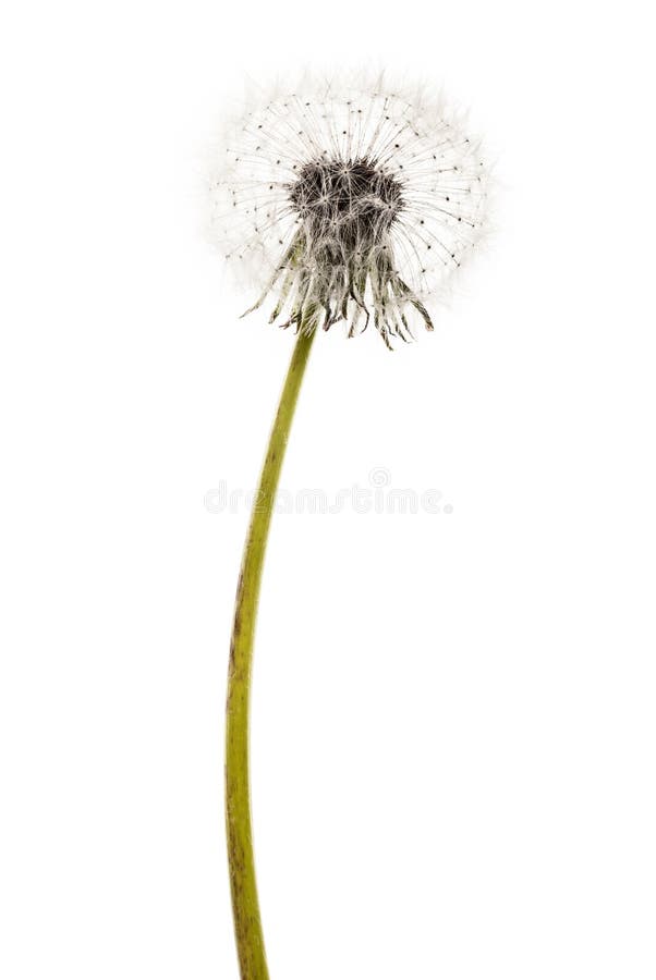 Macro shot of a fragile and fluffy dandelion intact. Macro shot of a fragile and fluffy dandelion intact