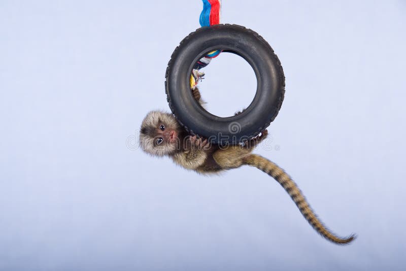 обезьяна marmoset малюсенькая стоковые изображения обезьяна marmoset малюсенькая стоковые изображения