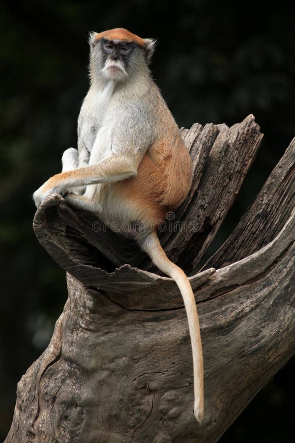 Обезьяна Patas (patas Erythrocebus) стоковая фотография Обезьяна Patas (patas Erythrocebus) стоковая фотография