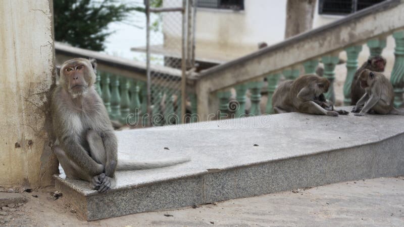 Witnessed a monkey being left out as the others socialized. Witnessed a monkey being left out as the others socialized.