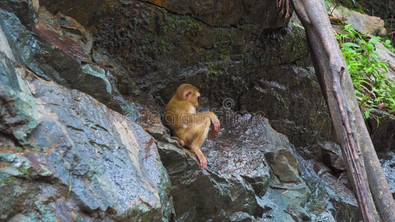 Обезьяна на утесе выпивает воду Животные в одичалом естественная среда обитания обезьян