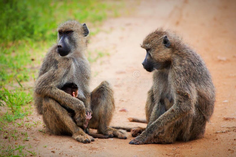 Обезьяны павиана в африканском кусте. Tsavo западное, Кения стоковая фотография rf Обезьяны павиана в африканском кусте. Tsavo западное, Кения стоковая фотография rf
