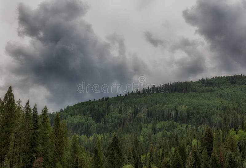 Green aspens in the Wasatch mountains under stormy sky`s in Utah. Green aspens in the Wasatch mountains under stormy sky`s in Utah