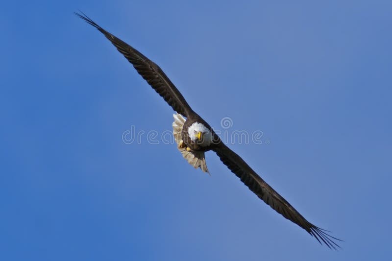 Bald Eagle flying directly toward the viewer with blue sky background. Bald Eagle flying directly toward the viewer with blue sky background.