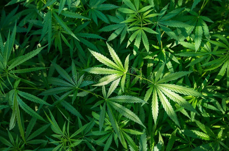 картинки с листьями марихуаны