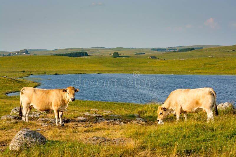 2 Cows in front of a landscape of the Aubrac plateau in the evening light. 2 Cows in front of a landscape of the Aubrac plateau in the evening light