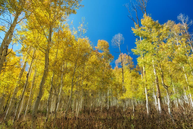 Golden aspens under a clear blue sky in the Wasatch national forest in Utah USA. Golden aspens under a clear blue sky in the Wasatch national forest in Utah USA.