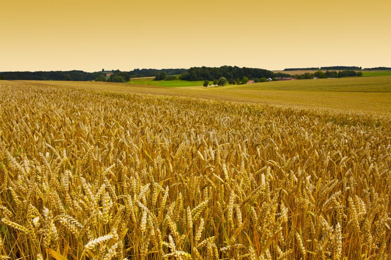 обширные области пшеницы