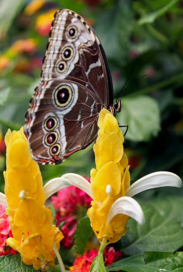 Общая голубая бабочка morpho на заводе леденца на палочке или золотой свече стоковое изображение Общая голубая бабочка morpho на заводе леденца на палочке или золотой свече стоковое изображение
